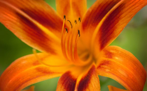 nature lily HD Desktop Wallpaper | Background Image