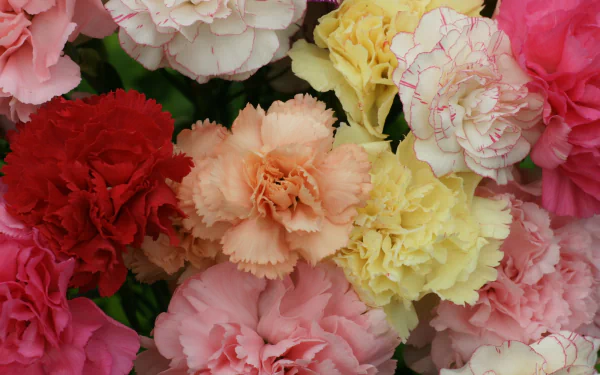 HD PC desktop wallpaper featuring a vibrant close-up of multicolored carnations, showcasing the natural beauty of flowers in a crisp, detailed nature scene.
