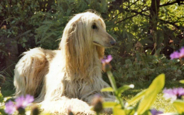 dog Animal afghan hound HD Desktop Wallpaper | Background Image