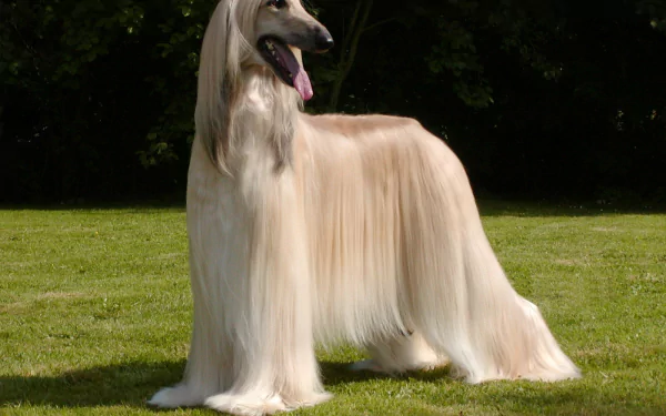 dog Animal afghan hound HD Desktop Wallpaper | Background Image