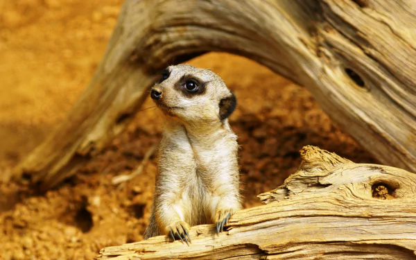 A charming meerkat perched on a wooden log, set against a warm, earthy background, creating a captivating HD PC desktop wallpaper and background.