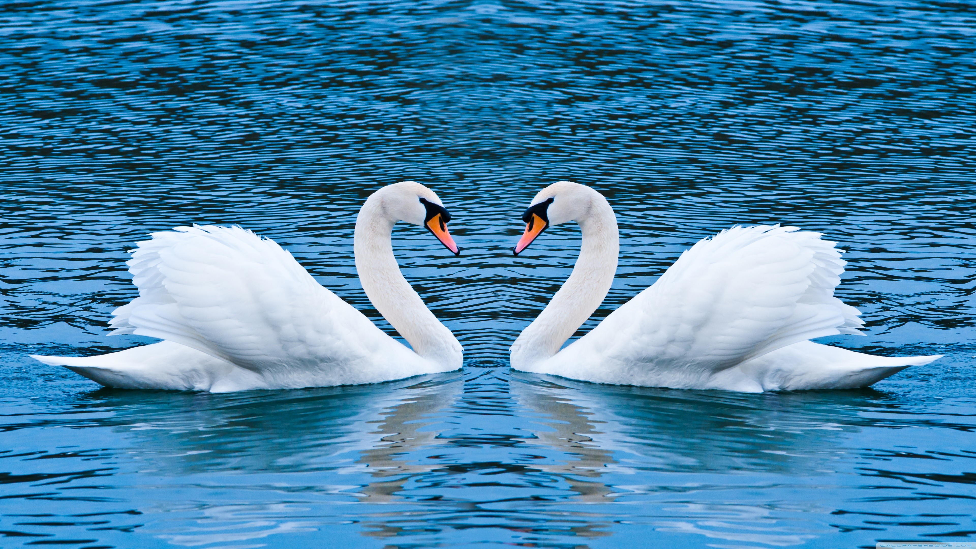 Animal Mute swan 4k Ultra HD Wallpaper