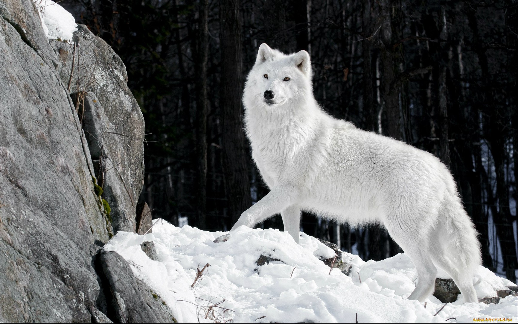 Download Animal Wolf Wallpaper