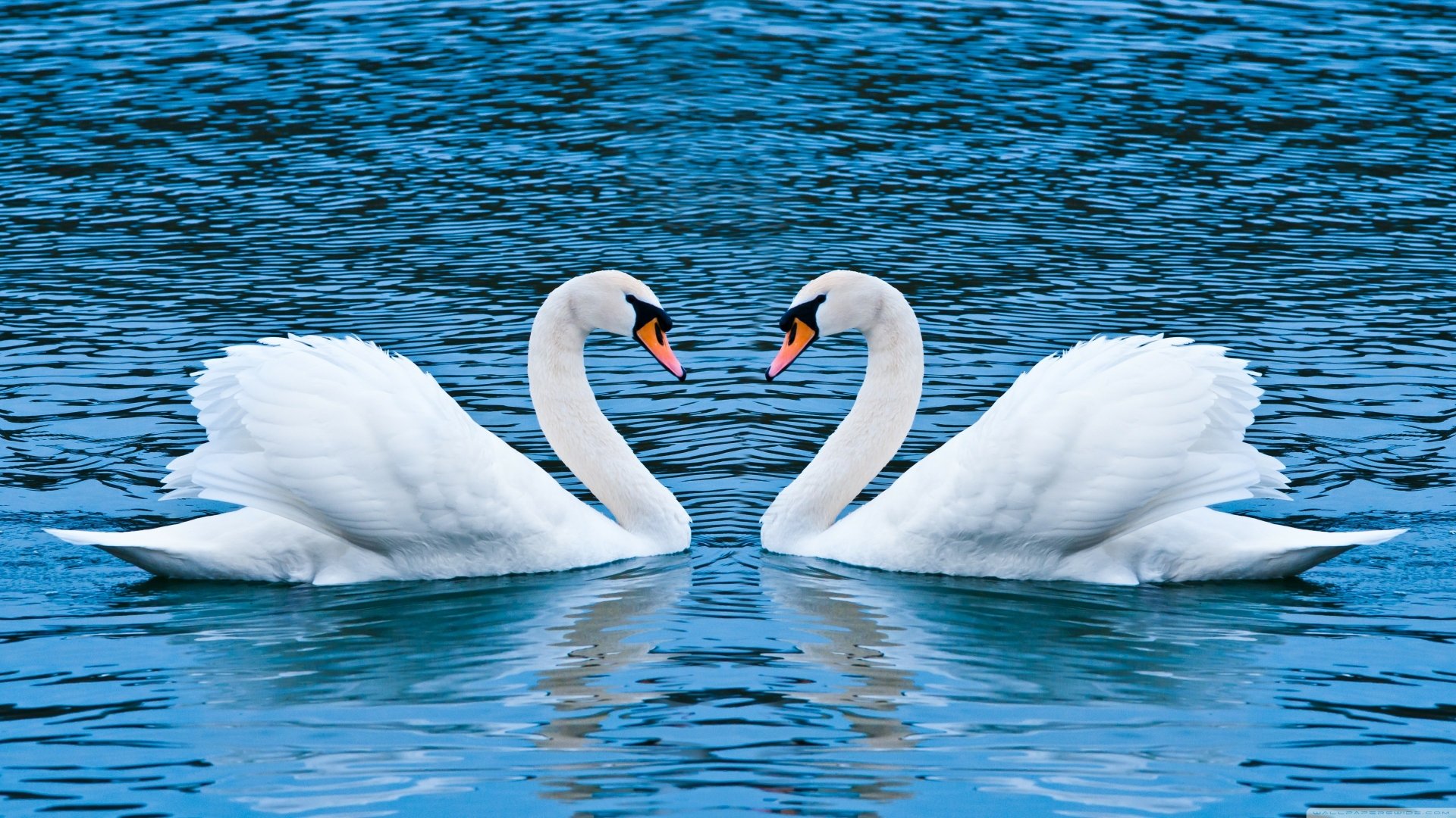 500+ Swan Pictures [HD] | Download Free Images on Unsplash