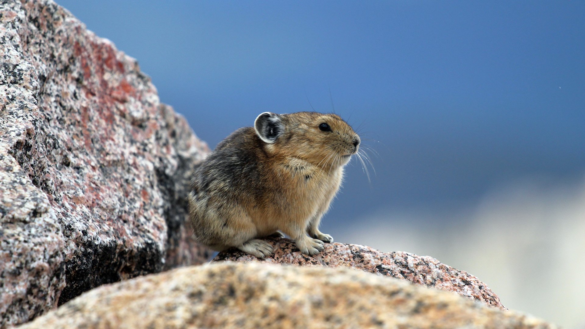 HD PC desktop wallpaper and background showing a small mouse perched on sunlit rocks, detailed fur and whiskers against a soft, out-of-focus blue sky.