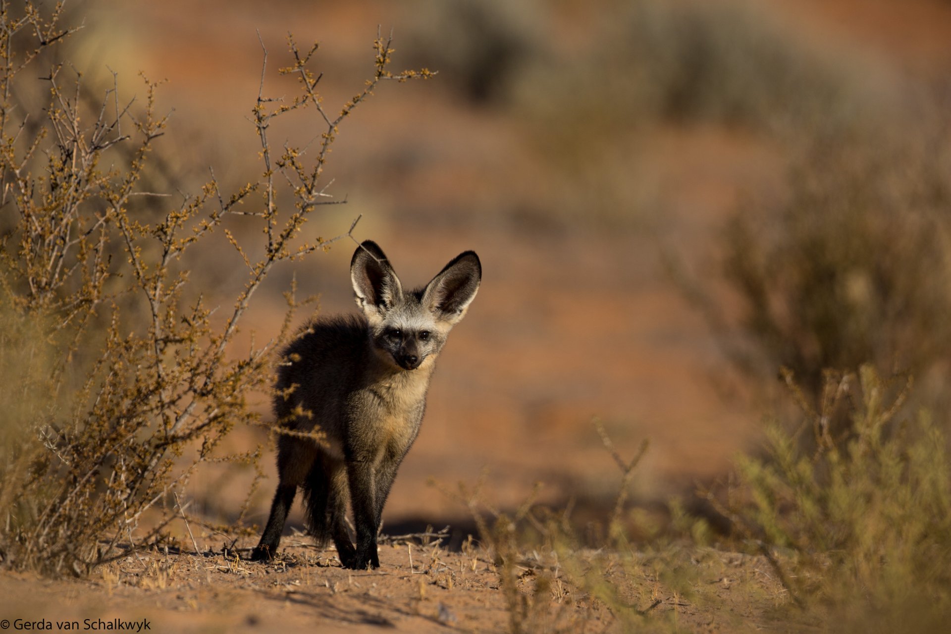 HD PC desktop wallpaper featuring a bat-eared fox standing in a dry, natural habitat with blurred brush and earthy tones in the background.