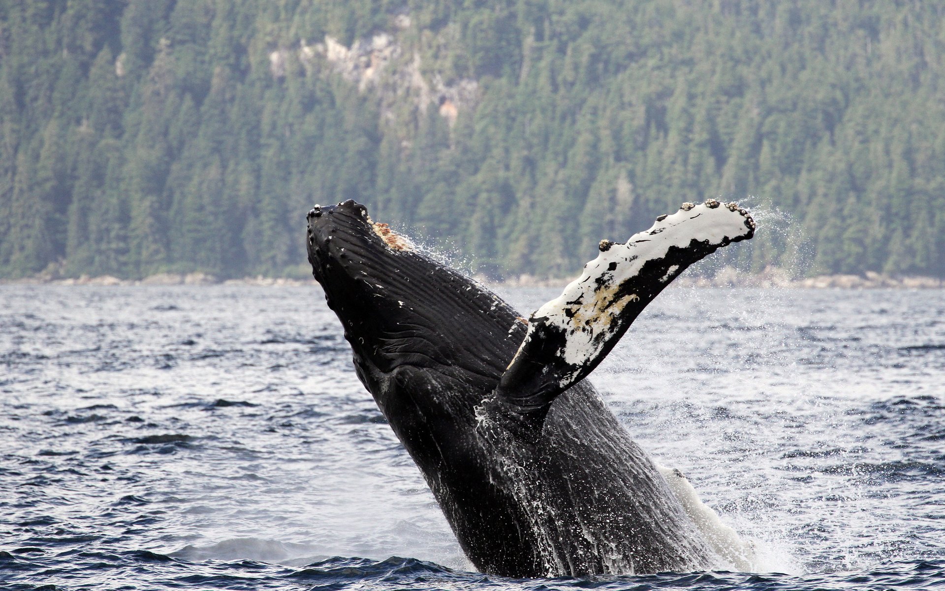 Download Breaching Animal Whale HD Wallpaper