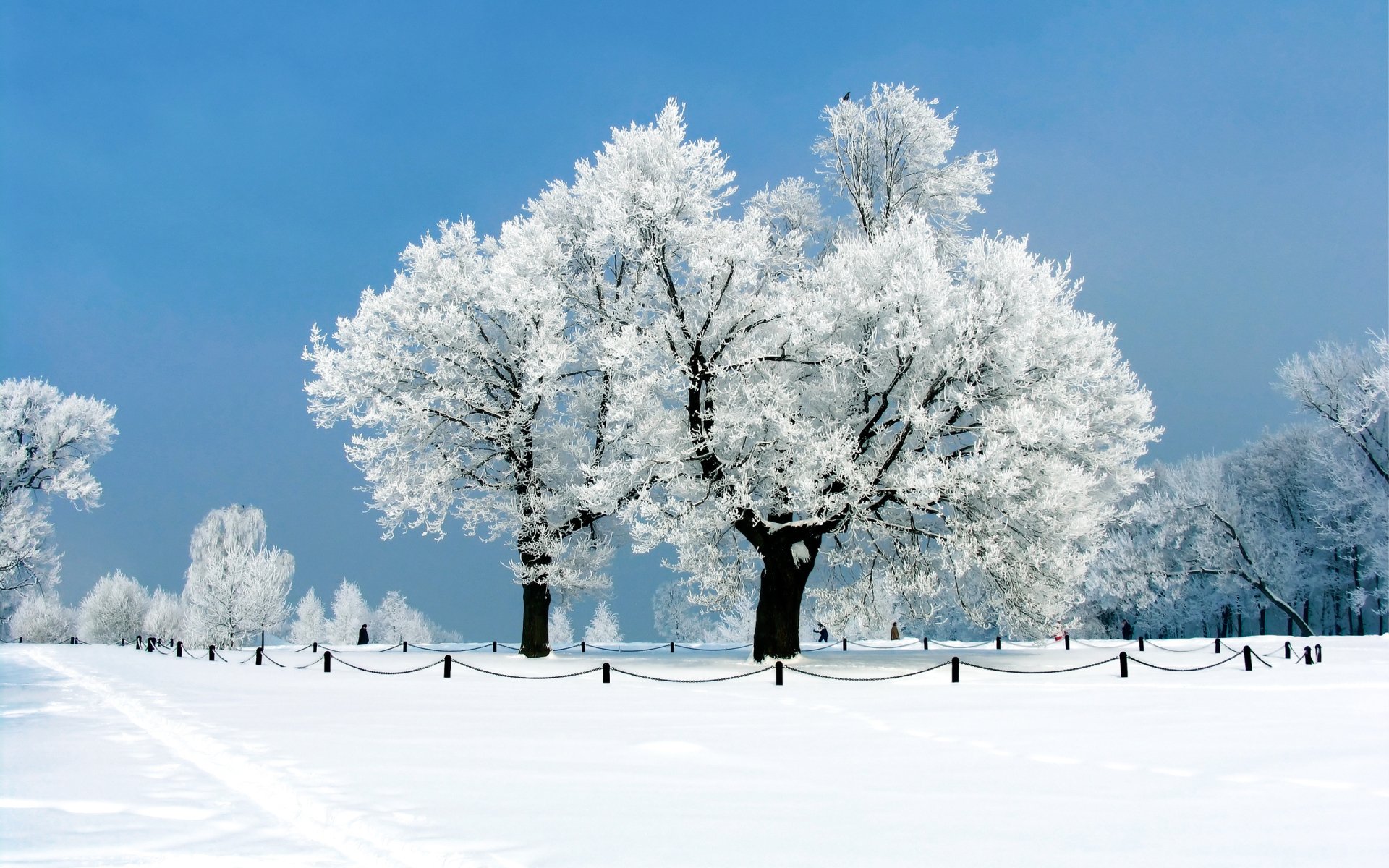 HD PC desktop wallpaper showcasing a serene winter landscape with snow-covered trees under a clear blue sky.