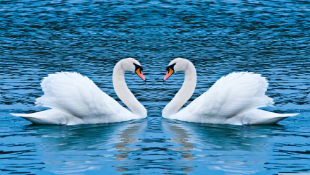 Two mute swans gracefully face each other on serene blue water, captured in stunning 4K Ultra HD, making a captivating desktop wallpaper and background.