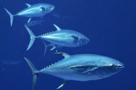 fish Animal tuna HD Desktop Wallpaper | Background Image