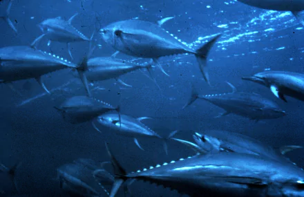 fish Animal tuna HD Desktop Wallpaper | Background Image