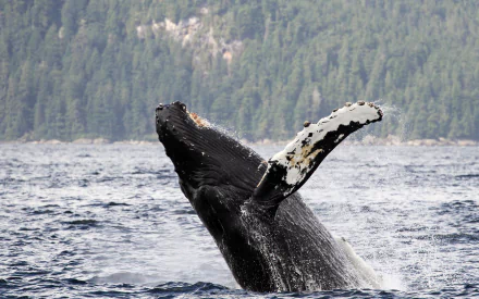 breaching Animal whale HD Desktop Wallpaper | Background Image