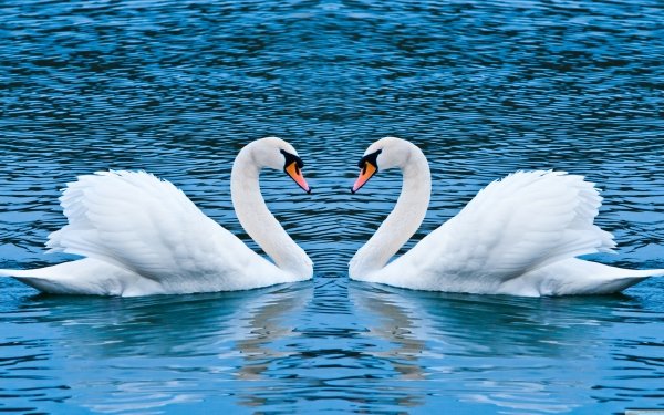 Animal Mute swan Birds Swans Swan HD Wallpaper | Background Image