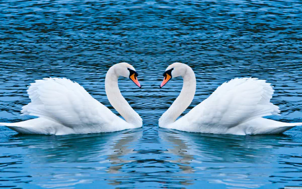 Two mute swans gracefully face each other on serene blue water, captured in stunning 4K Ultra HD, making a captivating desktop wallpaper and background.