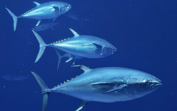 HD PC desktop wallpaper/background of three tuna fish (animal) swimming in deep blue ocean, close-up view of sleek bodies and yellow finlets