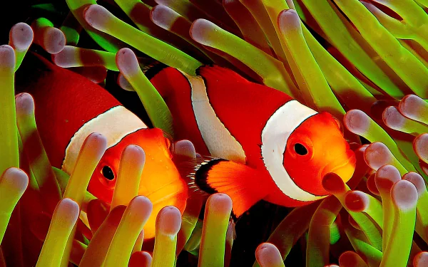 A vibrant HD wallpaper featuring clownfish nestled among colorful sea anemones, showcasing the beauty of marine life in stunning detail.