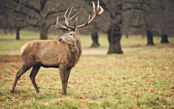 HD desktop wallpaper featuring a majestic deer with expansive antlers, standing in a serene, leaf-strewn meadow with tree silhouettes in the background.