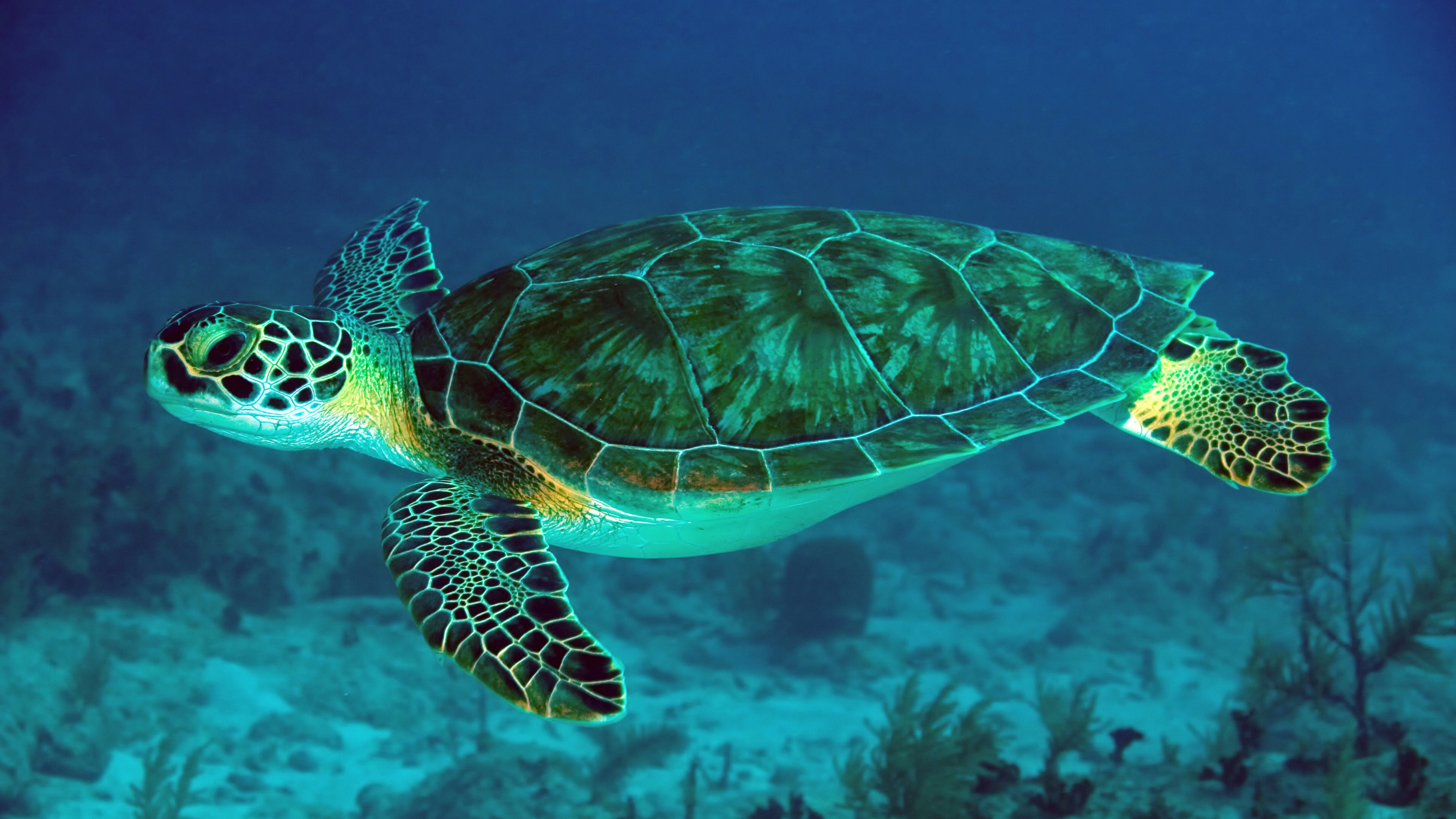 Turtle Under Sea 5K Wallpaper | HD Wallpapers