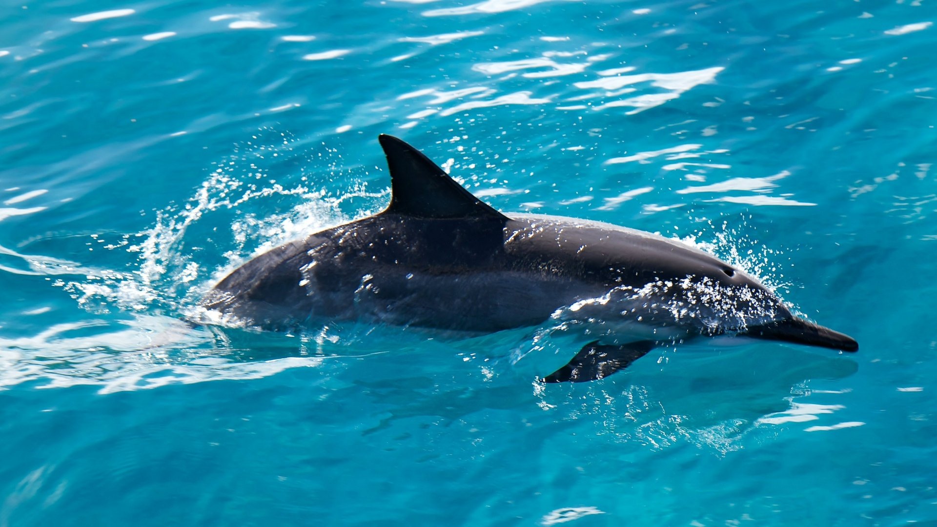A graceful dolphin swimming through crystal clear turquoise waters, captured in stunning HD, making for a captivating desktop wallpaper and background.