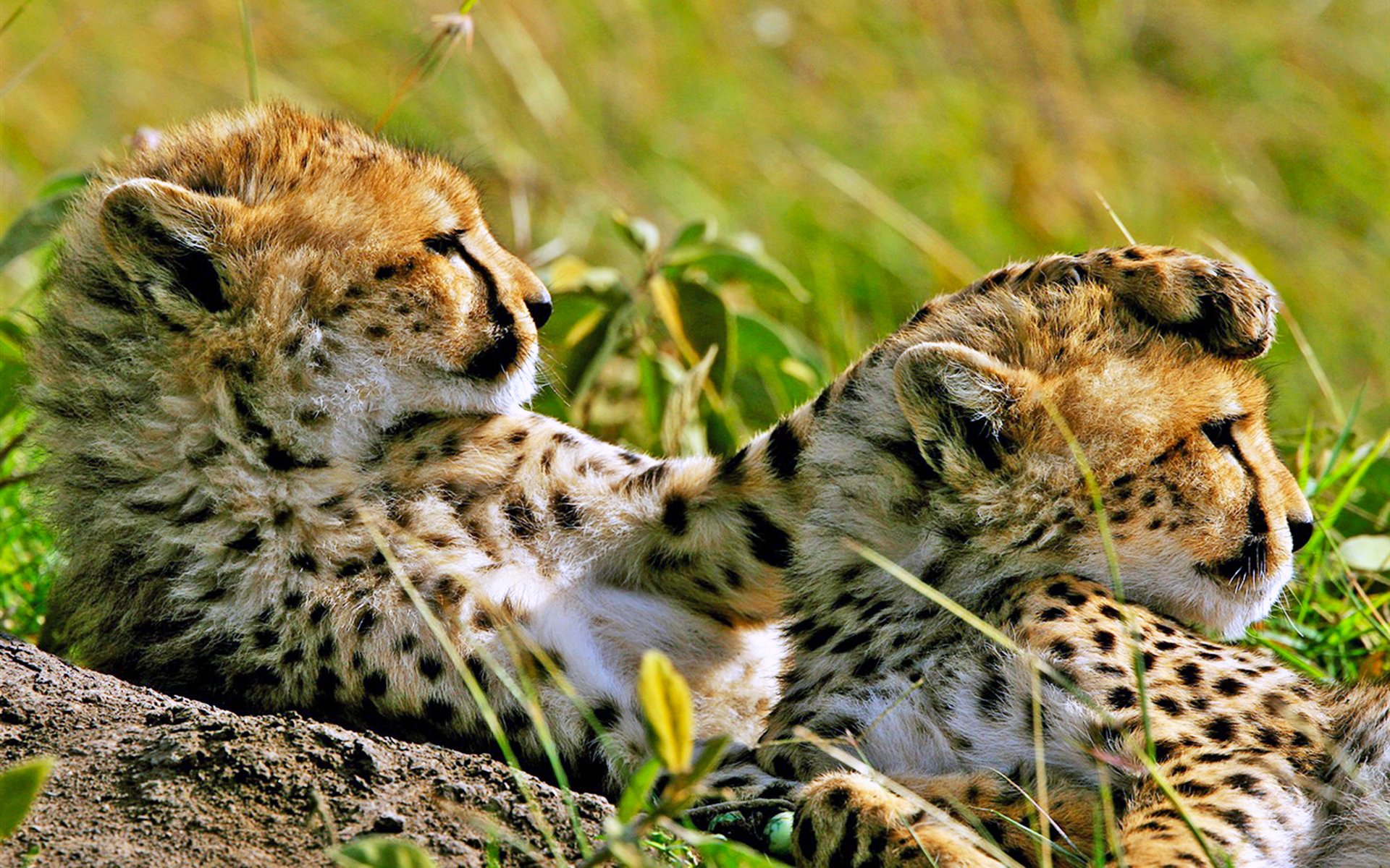 Two cheetahs rest side by side on a grassy landscape, showcasing their distinctive spotted fur. This vibrant image serves as an HD desktop wallpaper or background.