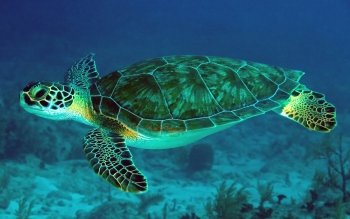 10 Sea Turtle Fonds D Ecran Hd Images