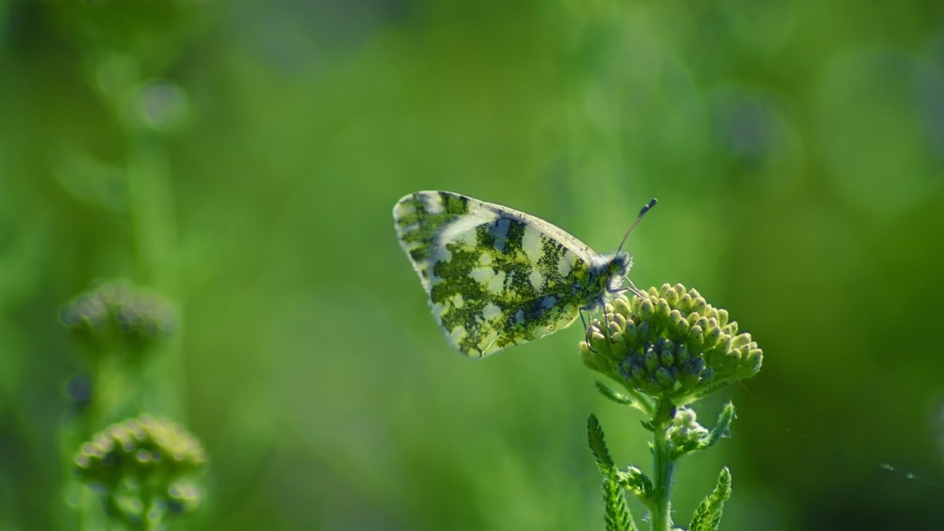 Download Animal Butterfly HD Wallpaper