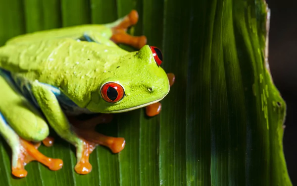 Close-up of a vibrant red-eyed tree frog with bright green skin and striking red eyes resting on a green leaf, captured in 4K Ultra HD quality.