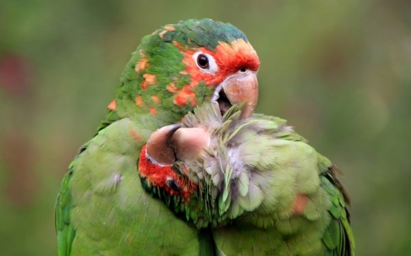 Animal Parrot Birds Parrots Love Bird Macaw HD Wallpaper | Background Image