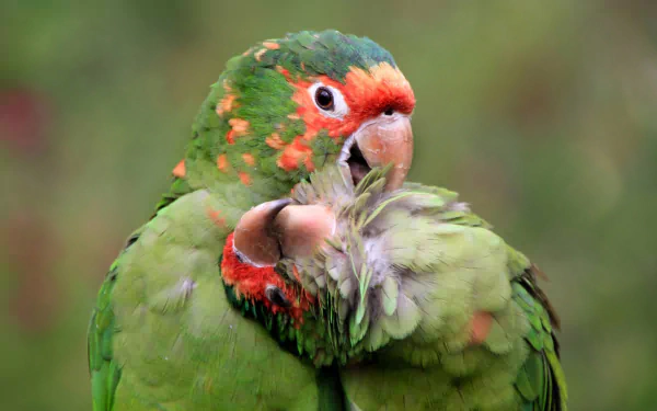 A vibrant macaw preening its feathers, showcasing a mix of green and orange plumage. This high-definition wallpaper highlights the beauty and love of these captivating parrots.