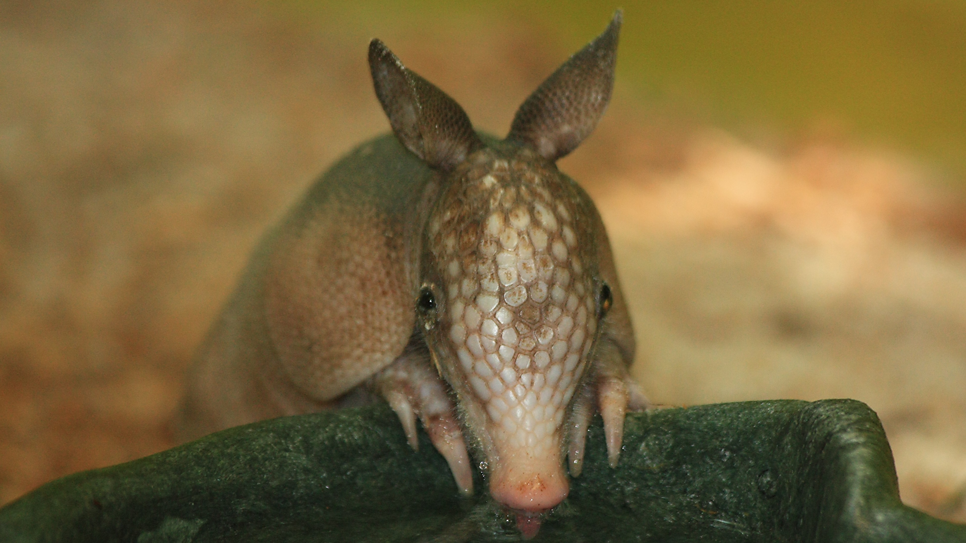 Animal Armadillo HD Wallpaper | Background Image