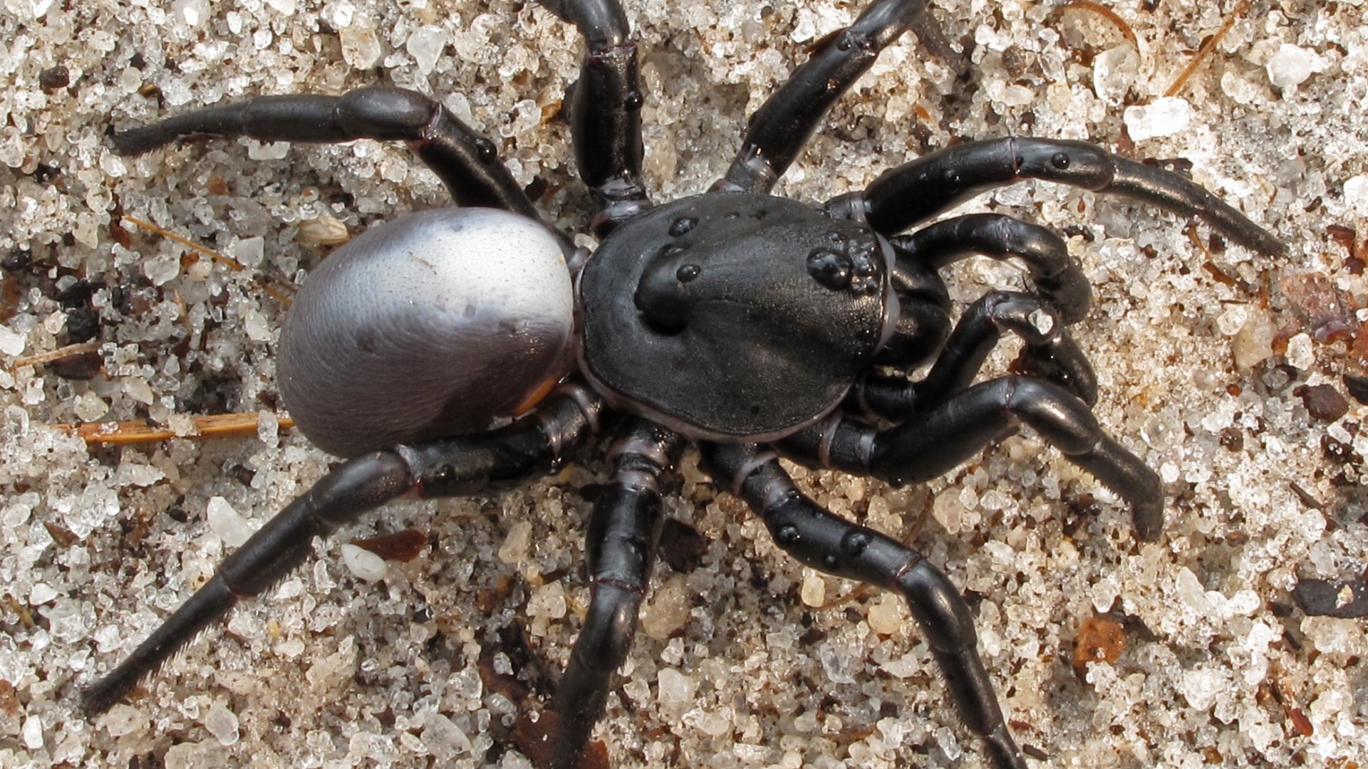 Download Animal Spider 4k Ultra HD Wallpaper