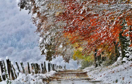 A serene winter landscape featuring a snowy path bordered by vibrant fall-colored trees, creating a stunning nature backdrop for HD desktop wallpaper.