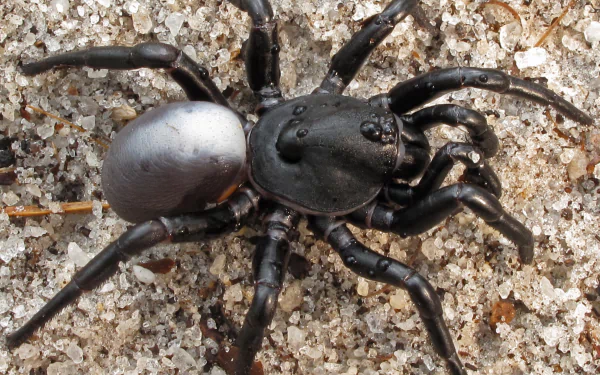 Animal spider HD Desktop Wallpaper | Background Image