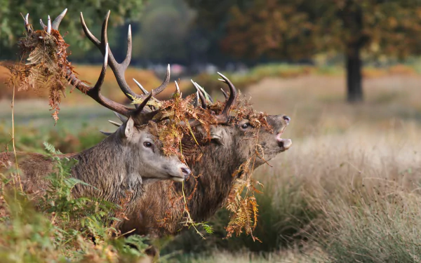 morning Animal red deer HD Desktop Wallpaper | Background Image