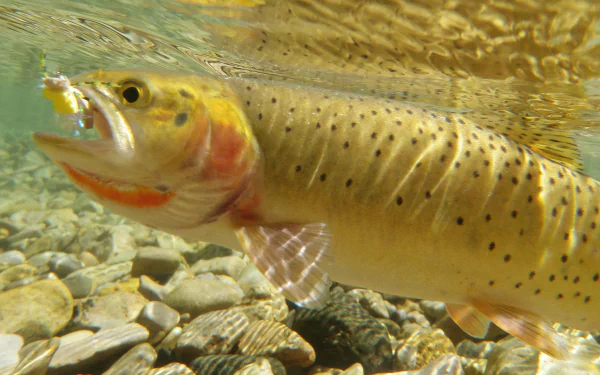  Yellowstone Cutthroat Trout