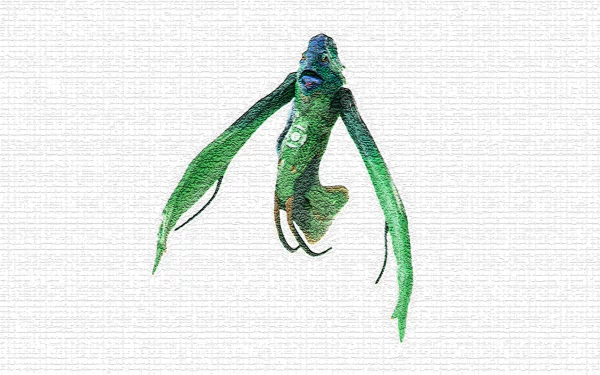  NautKeLoi