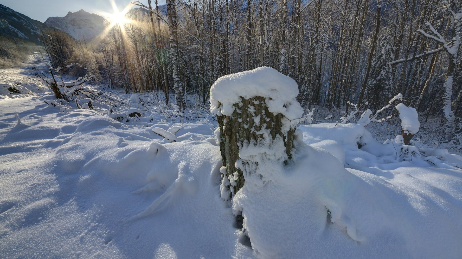 A serene winter landscape showcases a snow-covered stump surrounded by glistening snow and trees, with the sun shining through the forest. This stunning scene makes a captivating 4K Ultra HD wallpaper.
