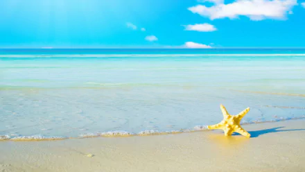 Animal starfish HD Desktop Wallpaper | Background Image