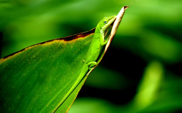lizard Animal green anole HD Desktop Wallpaper | Background Image