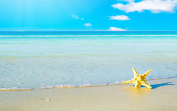 Animal starfish HD Desktop Wallpaper | Background Image