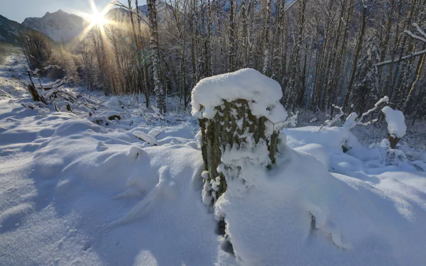 A serene winter landscape showcases a snow-covered stump surrounded by glistening snow and trees, with the sun shining through the forest. This stunning scene makes a captivating 4K Ultra HD wallpaper.