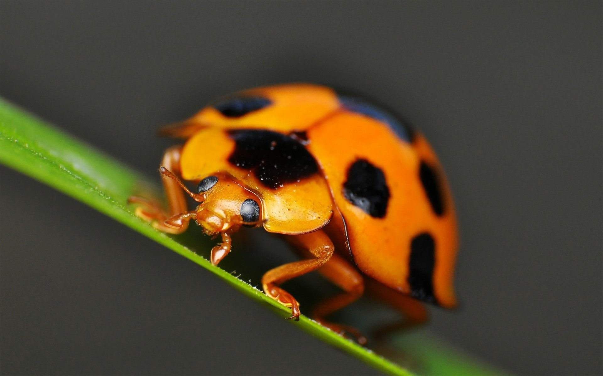 Download Animal Ladybug HD Wallpaper