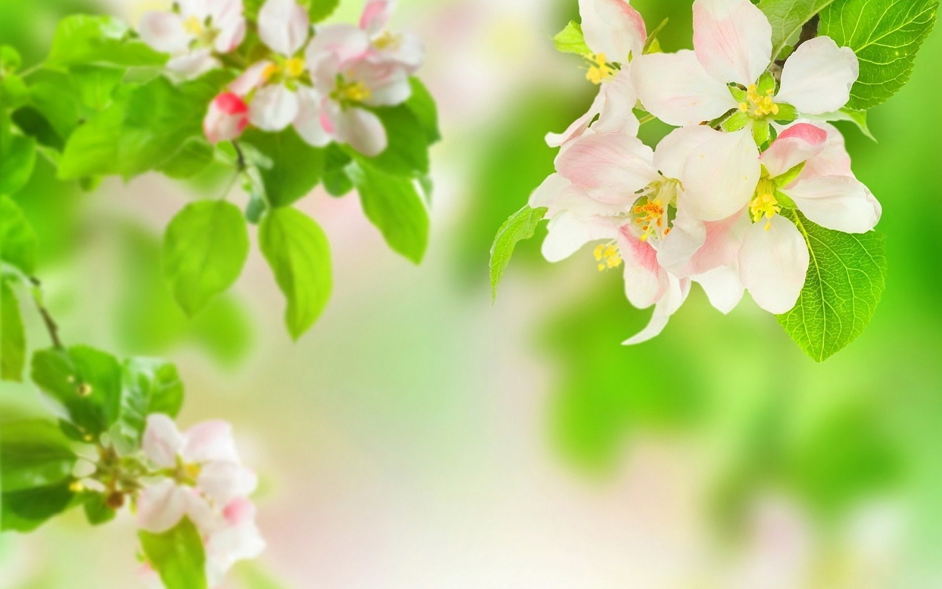 Download Green Nature Blossom HD Wallpaper