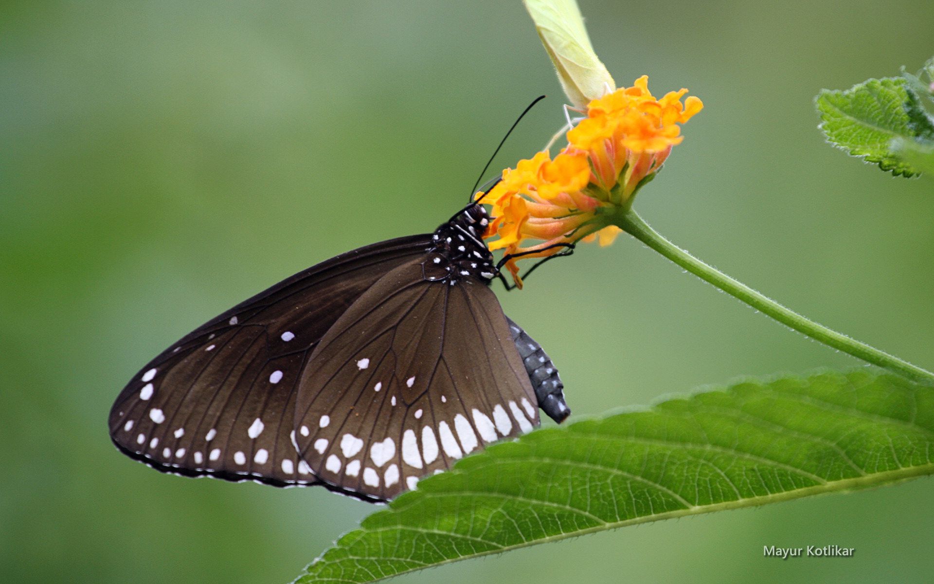 Дневная бабочка сканворд. Бабочки-красавицы. Бабочка черная. Бабочка Кардинал. Бабочки красотки.