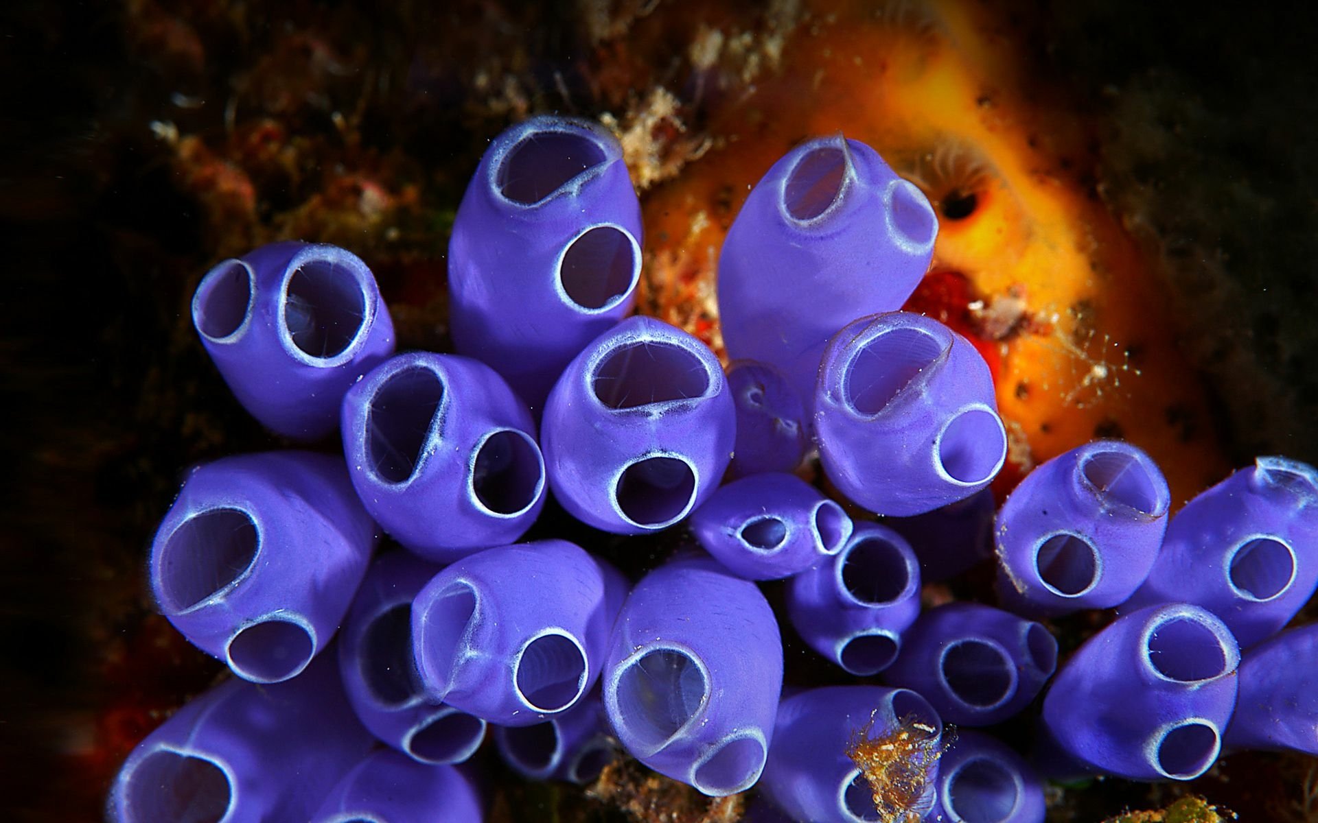 HD PC desktop wallpaper featuring vibrant purple sea sponges in underwater marine life setting.