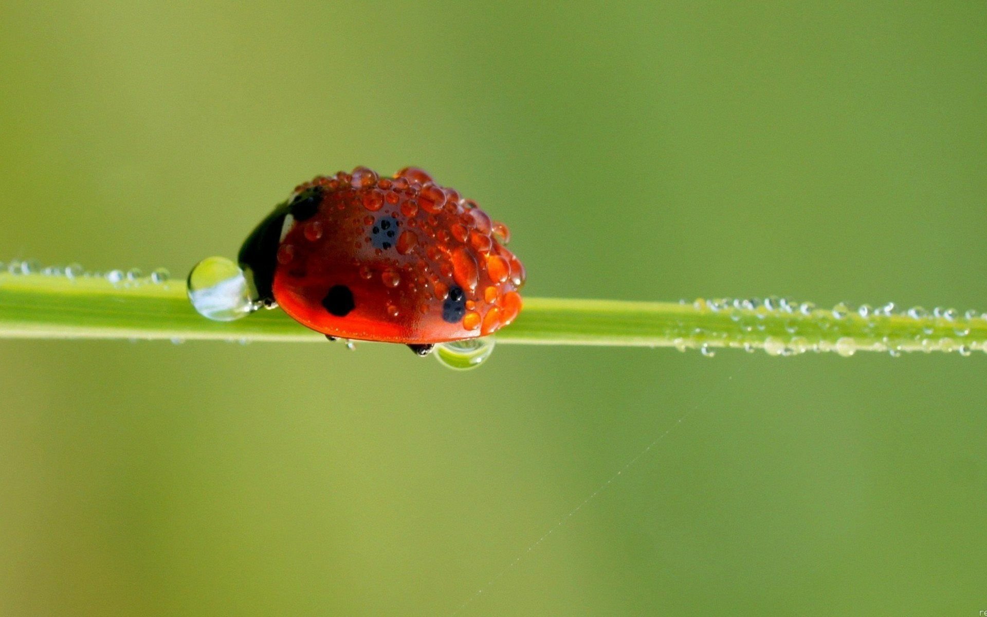 HD desktop wallpaper featuring a close-up of a red ladybug covered in water droplets on a green blade of grass against a soft green background.