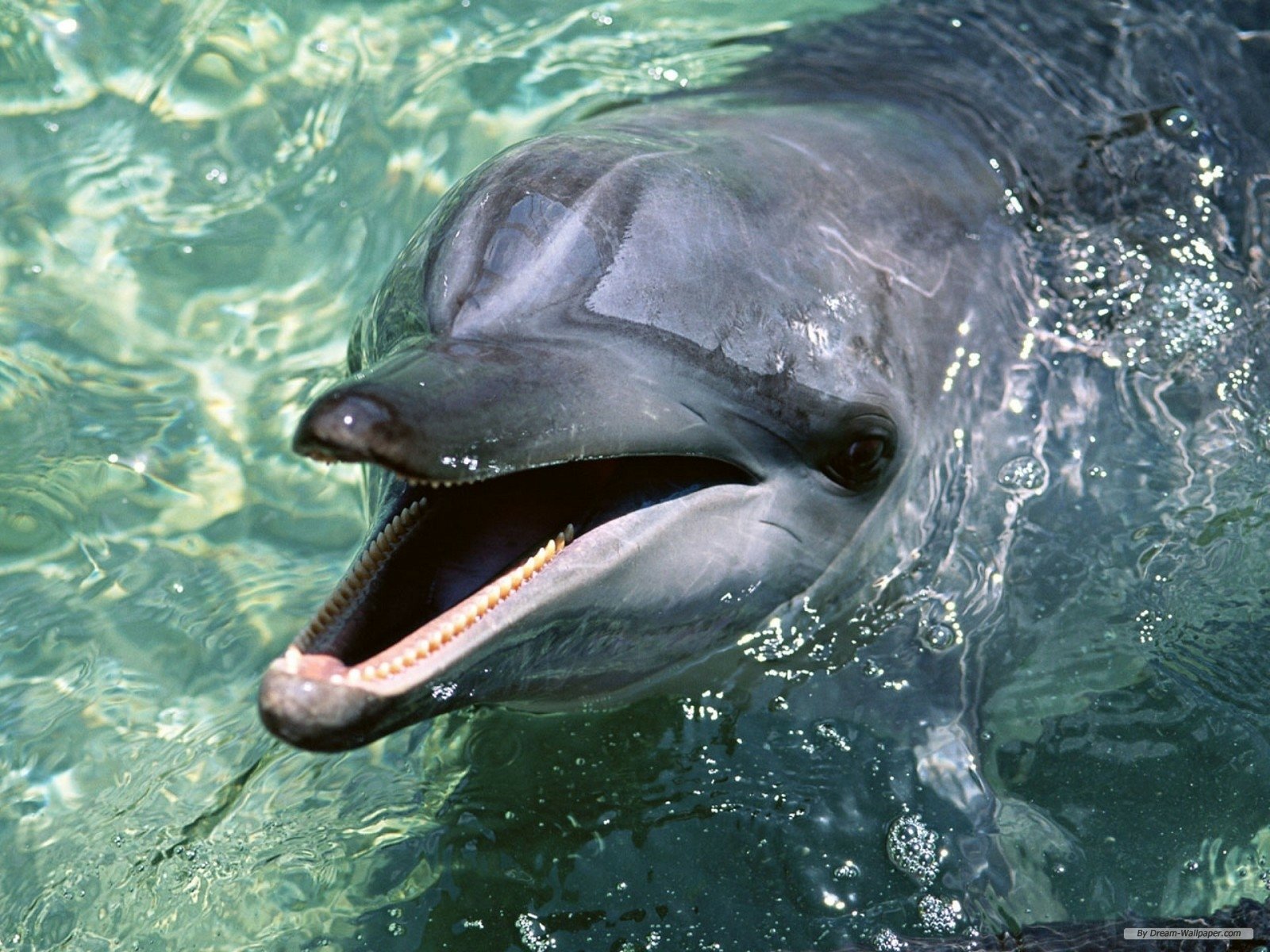 HD desktop wallpaper featuring a close-up of a smiling dolphin emerging from clear water, showcasing its playful expression and smooth skin.