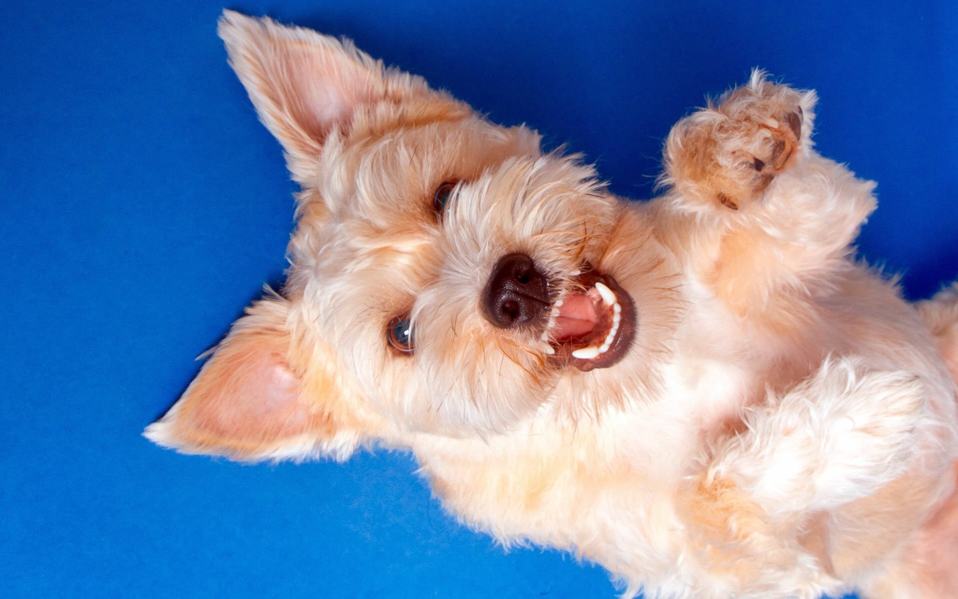 download-animal-dog-hd-wallpaper