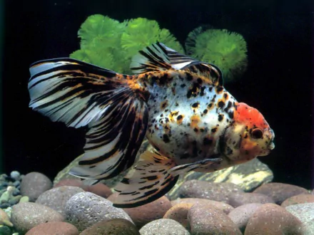 A vibrant goldfish with striking patterns swims gracefully among smooth stones, set against a backdrop of lush green plants, creating a stunning HD desktop wallpaper.