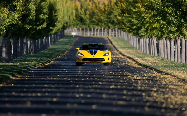 Yellow Dodge SRT Viper GTS centered on a tree-lined road, HD PC desktop wallpaper background with sunlight and fallen leaves.